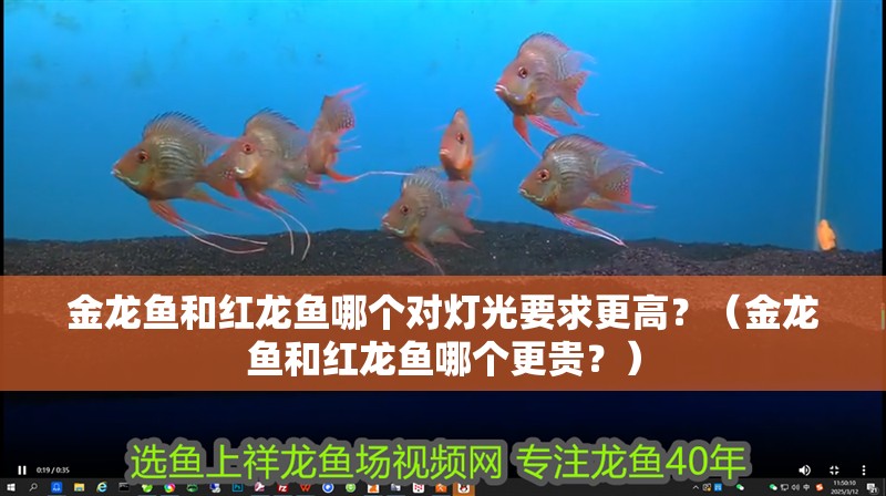 金龍魚和紅龍魚哪個(gè)對(duì)燈光要求更高？（金龍魚和紅龍魚哪個(gè)更貴？）