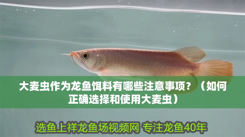 大麥蟲作為龍魚餌料有哪些注意事項？（如何正確選擇和使用大麥蟲）