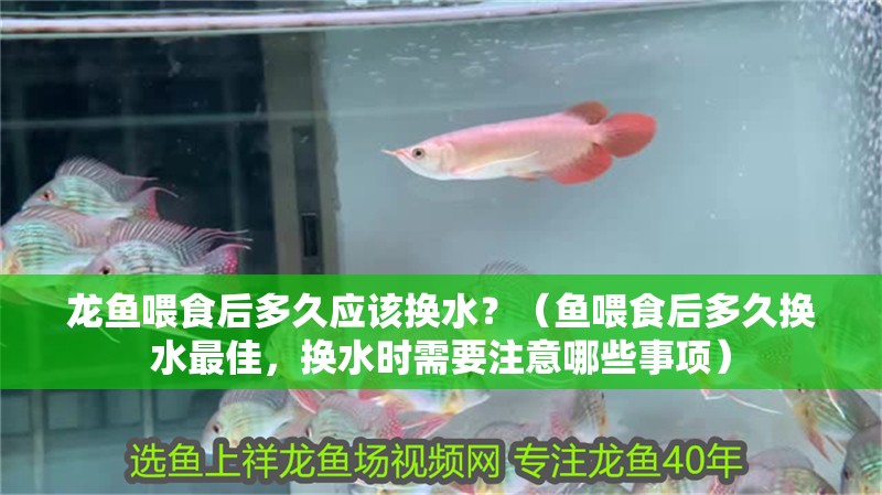 龍魚喂食后多久應該換水？（魚喂食后多久換水最佳，換水時需要注意哪些事項）