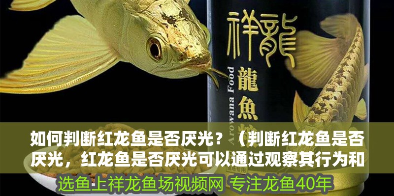 如何判斷紅龍魚(yú)是否厭光？（判斷紅龍魚(yú)是否厭光，紅龍魚(yú)是否厭光可以通過(guò)觀察其行為和生理反應(yīng)來(lái)進(jìn)行）
