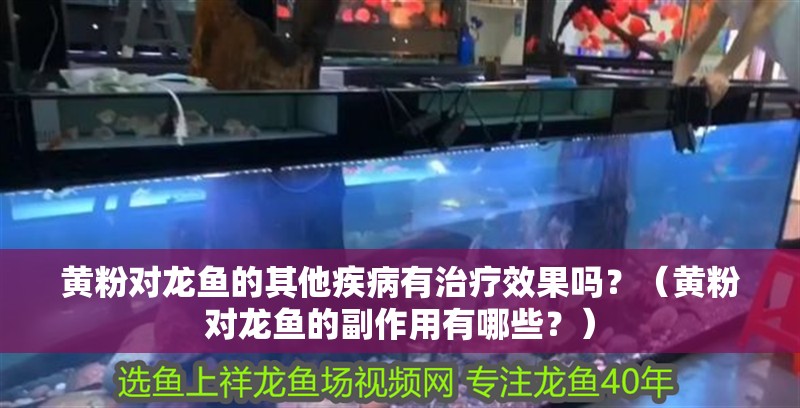 黃粉對龍魚的其他疾病有治療效果嗎？（黃粉對龍魚的副作用有哪些？）