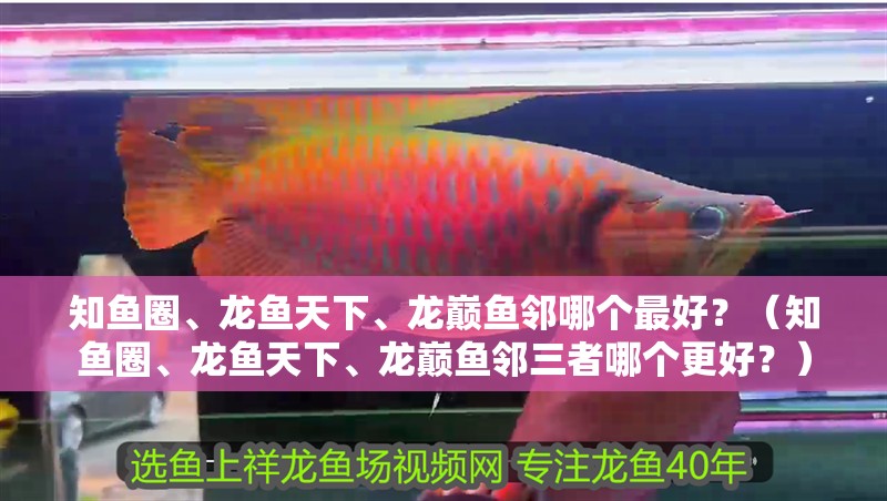 知魚圈、龍魚天下、龍巔魚鄰哪個最好？（知魚圈、龍魚天下、龍巔魚鄰三者哪個更好？）