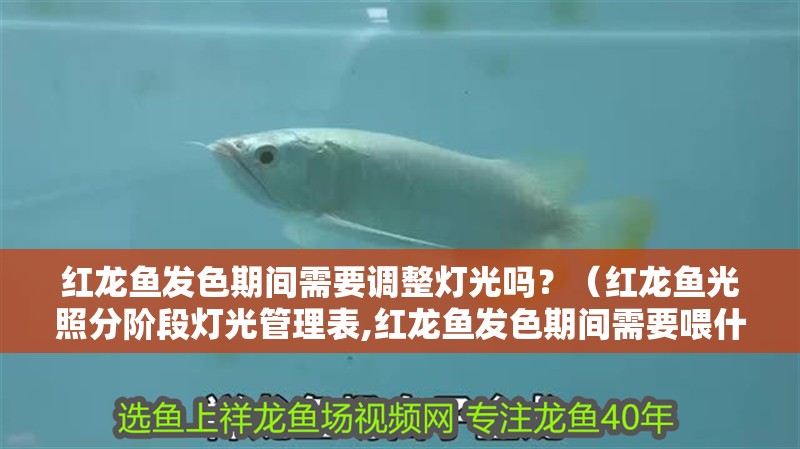 紅龍魚發色期間需要調整燈光嗎？（紅龍魚光照分階段燈光管理表,紅龍魚發色期間需要喂什么食物）