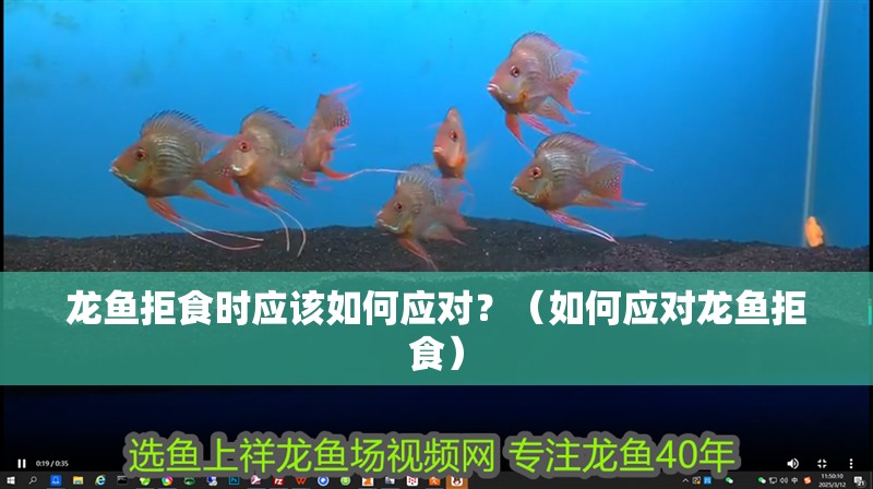 龍魚拒食時應該如何應對？（如何應對龍魚拒食）