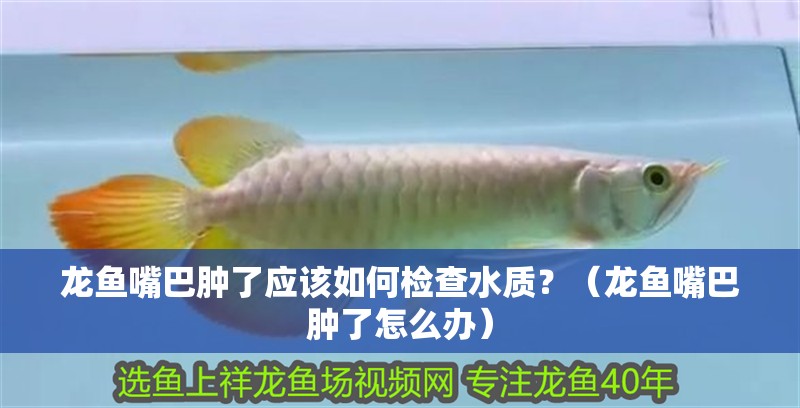 龍魚(yú)嘴巴腫了應(yīng)該如何檢查水質(zhì)？（龍魚(yú)嘴巴腫了怎么辦）