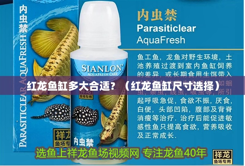 紅龍魚缸多大合適？（紅龍魚缸尺寸選擇）