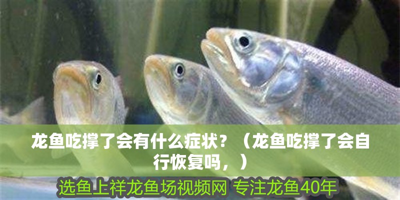 龍魚吃撐了會有什么癥狀？（龍魚吃撐了會自行恢復嗎，）