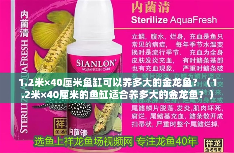 1.2米×40厘米魚缸可以養(yǎng)多大的金龍魚？（1.2米×40厘米的魚缸適合養(yǎng)多大的金龍魚？）