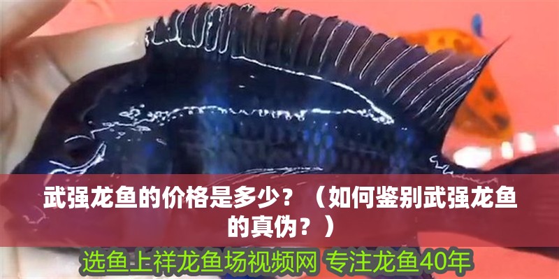 武強龍魚的價格是多少？（如何鑒別武強龍魚的真偽？）