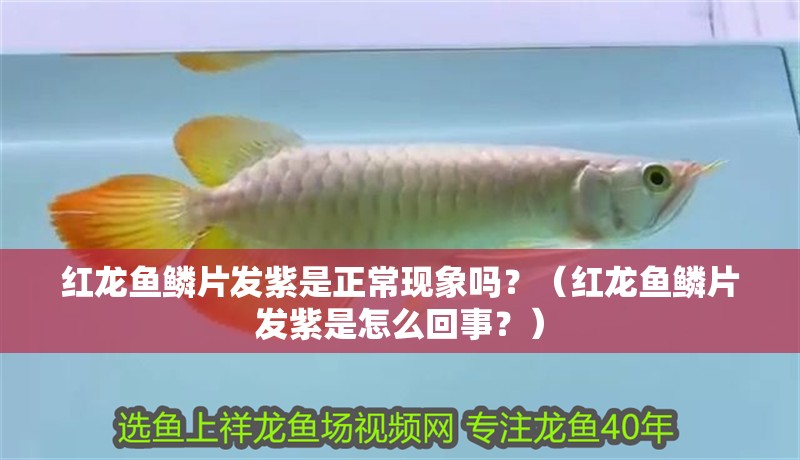紅龍魚鱗片發紫是正常現象嗎？（紅龍魚鱗片發紫是怎么回事？）