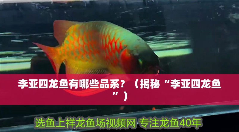 李亞四龍魚有哪些品系？（揭秘“李亞四龍魚”）