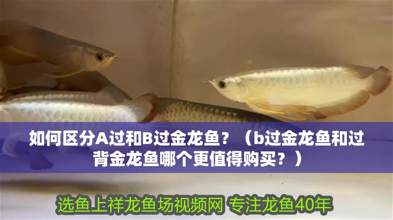 如何區分A過和B過金龍魚？（b過金龍魚和過背金龍魚哪個更值得購買？）