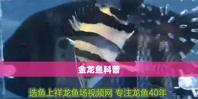 金龍魚科普