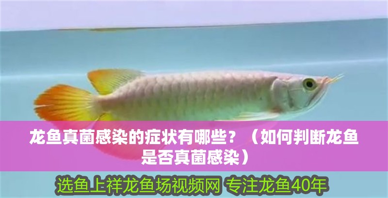 龍魚真菌感染的癥狀有哪些？（如何判斷龍魚是否真菌感染）