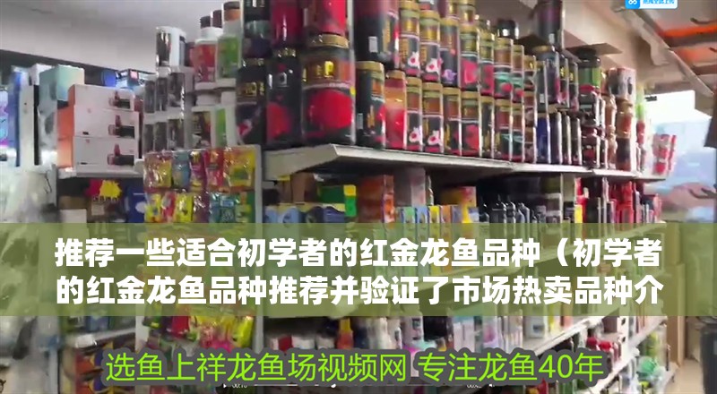 推薦一些適合初學(xué)者的紅金龍魚品種（初學(xué)者的紅金龍魚品種推薦并驗(yàn)證了市場熱賣品種介紹）