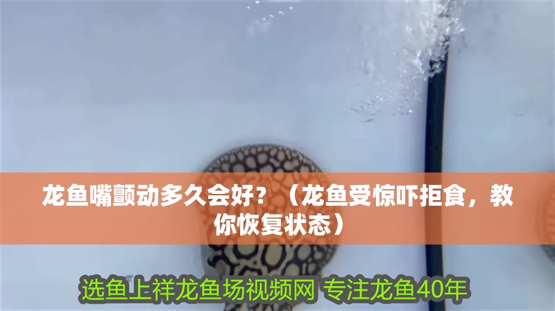 龍魚嘴顫動(dòng)多久會(huì)好？（龍魚受驚嚇拒食，教你恢復(fù)狀態(tài)）
