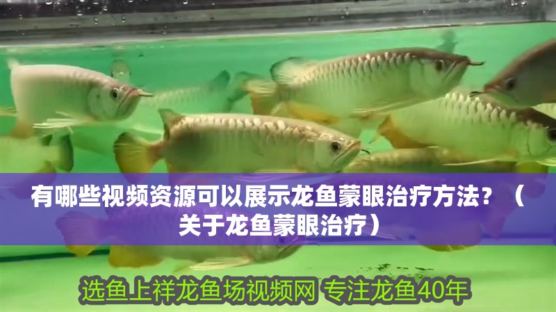 有哪些視頻資源可以展示龍魚蒙眼治療方法？（關于龍魚蒙眼治療）