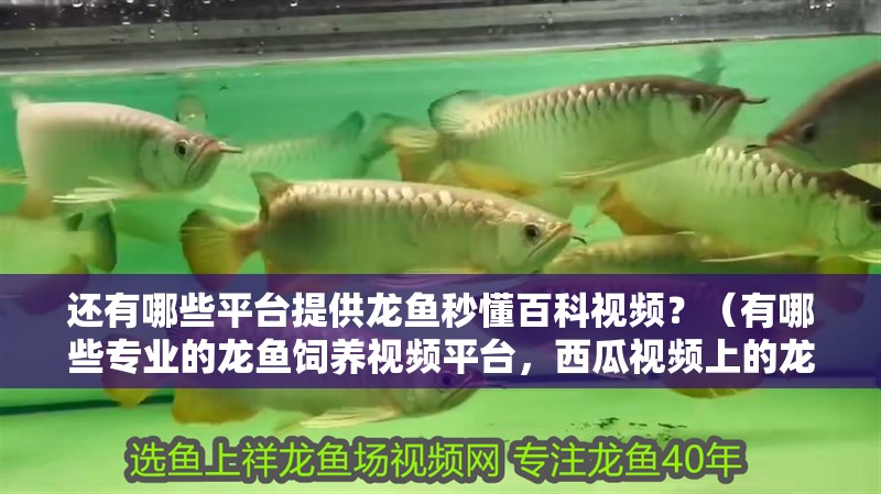 還有哪些平臺提供龍魚秒懂百科視頻？（有哪些專業(yè)的龍魚飼養(yǎng)視頻平臺，西瓜視頻上的龍魚視頻質(zhì)量如何？）