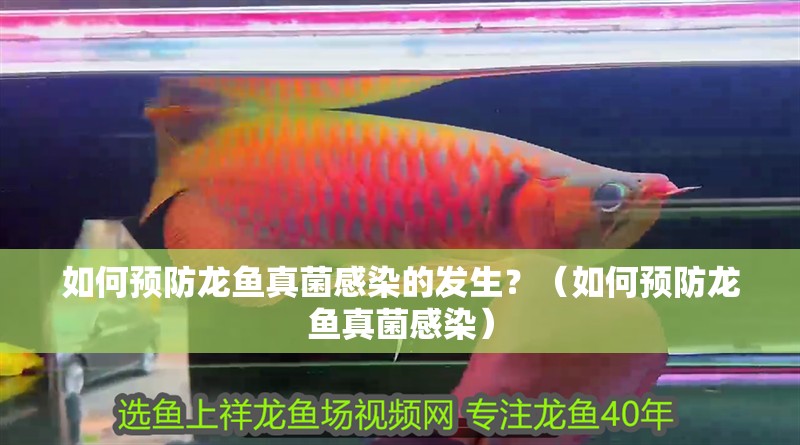 如何預防龍魚真菌感染的發生？（如何預防龍魚真菌感染）