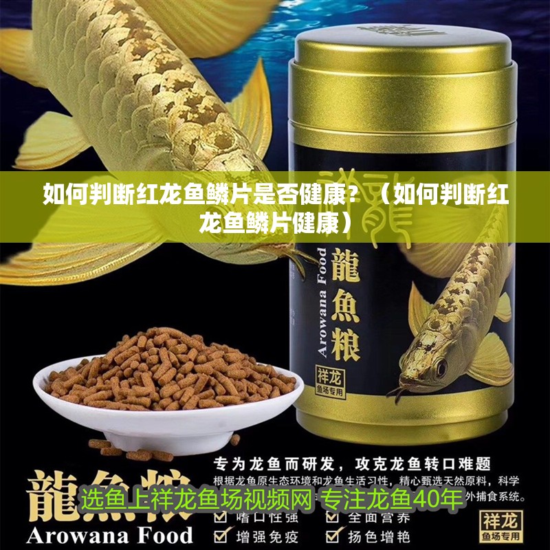 如何判斷紅龍魚鱗片是否健康？（如何判斷紅龍魚鱗片健康）