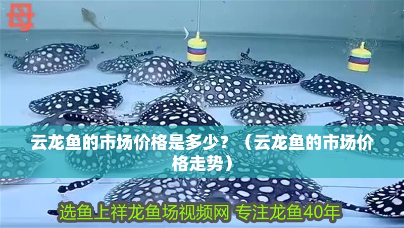 云龍魚的市場價格是多少？（云龍魚的市場價格走勢）