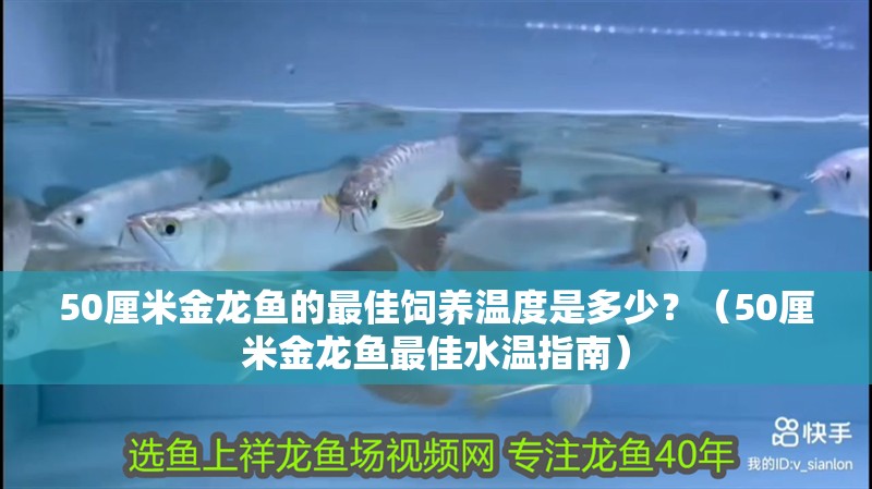 50厘米金龍魚的最佳飼養溫度是多少？（50厘米金龍魚最佳水溫指南） 50厘米金龍魚的最佳飼養溫度是多少？（50厘米金龍魚最佳水溫指南） 龍魚百科 第4張