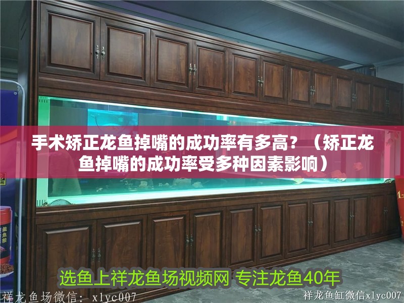 手術矯正龍魚掉嘴的成功率有多高？（矯正龍魚掉嘴的成功率受多種因素影響）