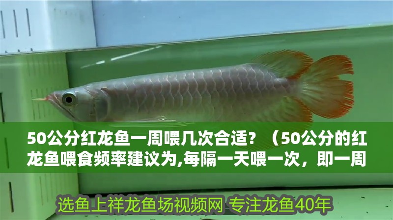 50公分紅龍魚一周喂幾次合適？（50公分的紅龍魚喂食頻率建議為,每隔一天喂一次，即一周喂3次） 50公分紅龍魚一周喂幾次合適？（50公分的紅龍魚喂食頻率建議為,每隔一天喂一次，即一周喂3次） 龍魚百科 第3張