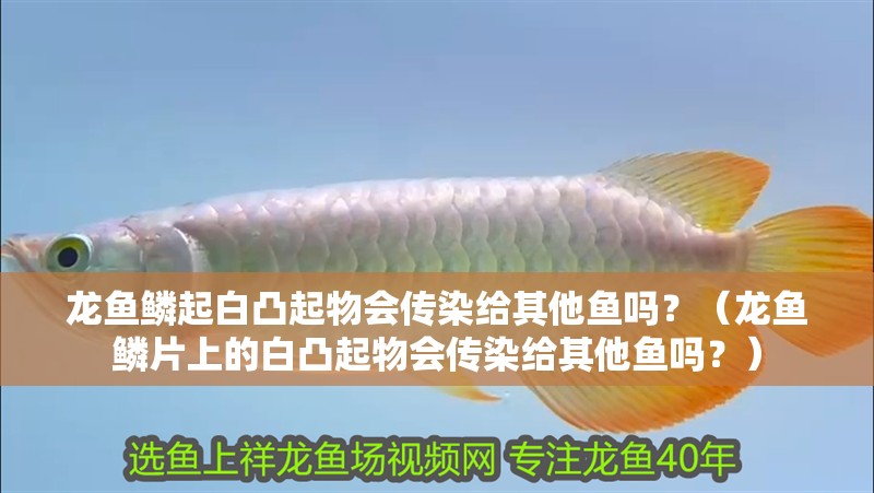 龍魚鱗起白凸起物會傳染給其他魚嗎？（龍魚鱗片上的白凸起物會傳染給其他魚嗎？） 龍魚鱗起白凸起物會傳染給其他魚嗎？（龍魚鱗片上的白凸起物會傳染給其他魚嗎？） 龍魚百科 第3張
