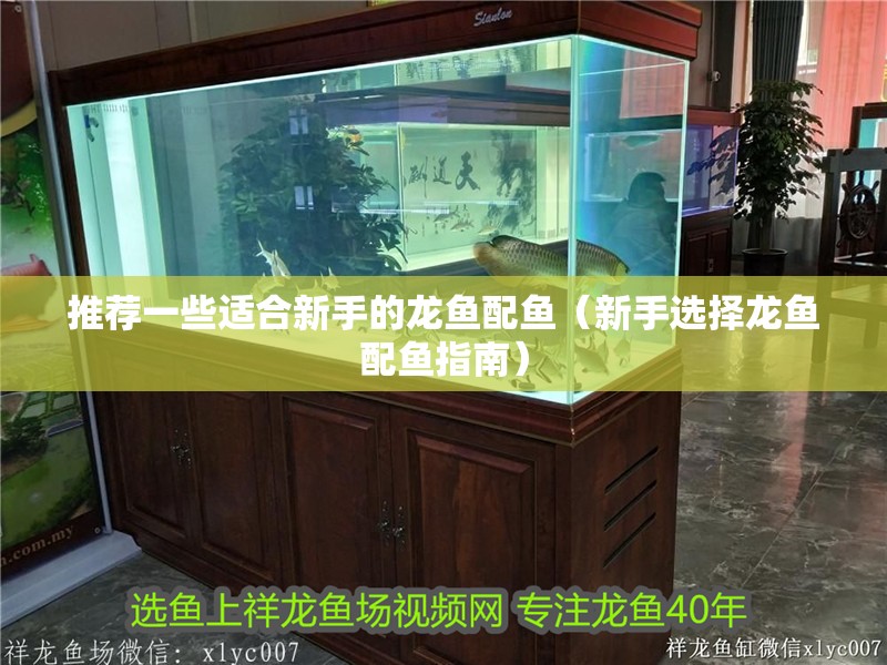 推薦一些適合新手的龍魚配魚（新手選擇龍魚配魚指南）