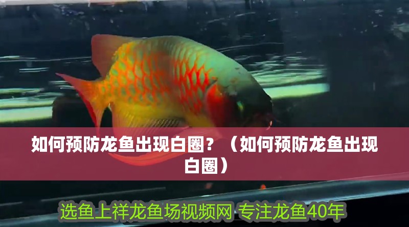 如何預防龍魚出現(xiàn)白圈？（如何預防龍魚出現(xiàn)白圈） 如何預防龍魚出現(xiàn)白圈？（如何預防龍魚出現(xiàn)白圈） 龍魚百科 第2張