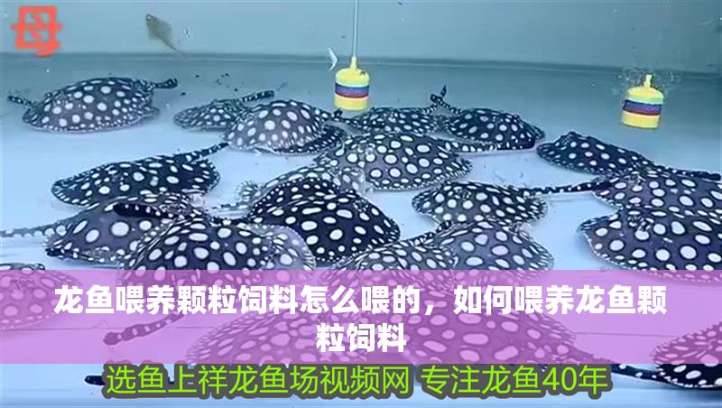 龍魚喂養顆粒飼料怎么喂的，如何喂養龍魚顆粒飼料