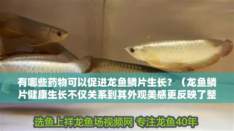 有哪些藥物可以促進(jìn)龍魚鱗片生長？（龍魚鱗片健康生長不僅關(guān)系到其外觀美感更反映了整體健康狀況）