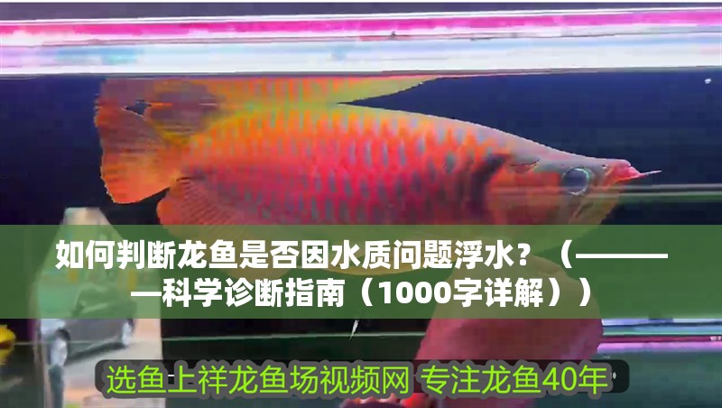 如何判斷龍魚是否因水質問題浮水？（————科學診斷指南（1000字詳解））