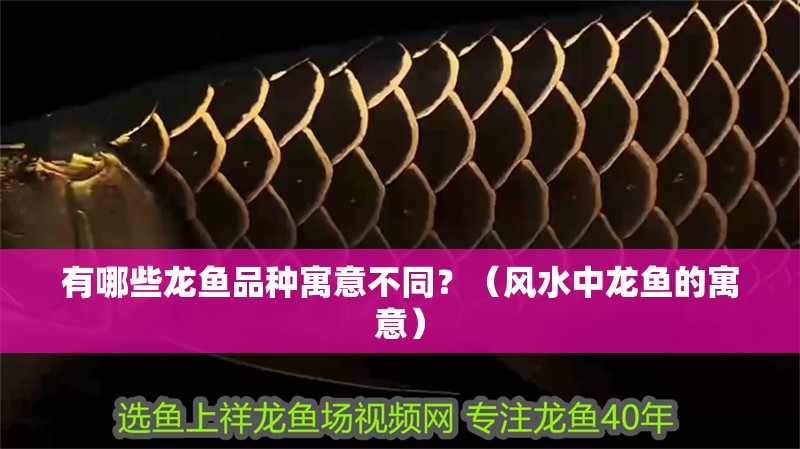 有哪些龍魚品種寓意不同？（風(fēng)水中龍魚的寓意）
