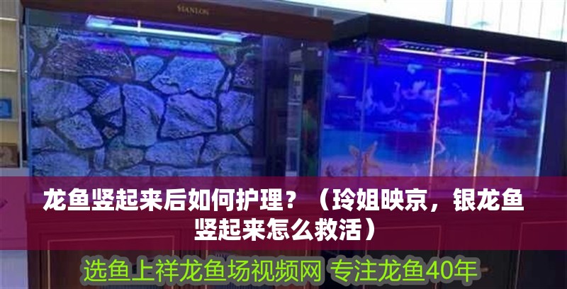 龍魚豎起來后如何護理？（玲姐映京，銀龍魚豎起來怎么救活）
