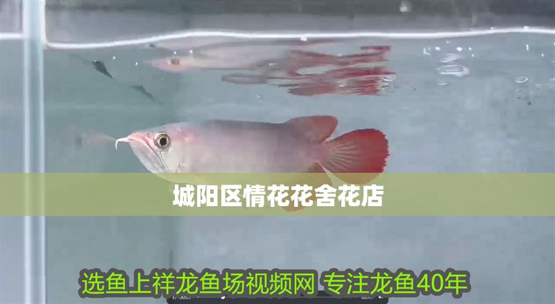 城陽區(qū)情花花舍花店