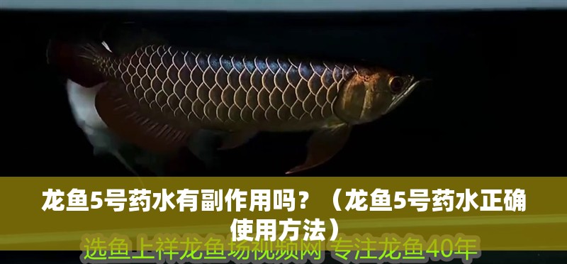 龍魚5號藥水有副作用嗎？（龍魚5號藥水正確使用方法）