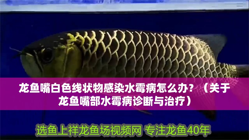 龍魚嘴白色線狀物感染水霉病怎么辦？（關于龍魚嘴部水霉病診斷與治療）