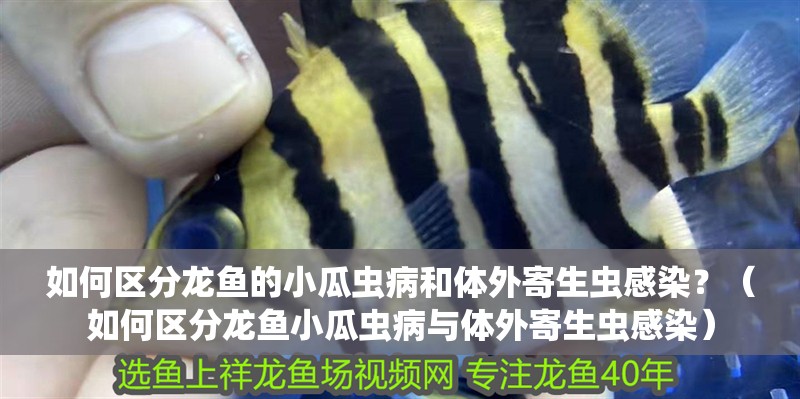 如何區(qū)分龍魚的小瓜蟲病和體外寄生蟲感染？（如何區(qū)分龍魚小瓜蟲病與體外寄生蟲感染）