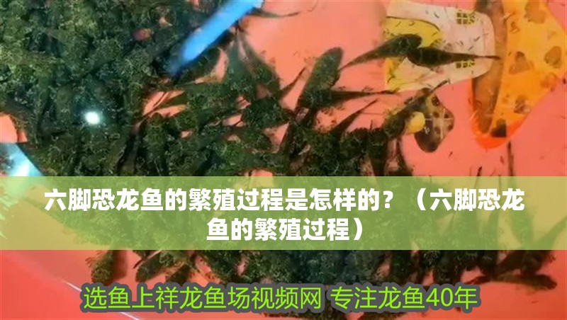 六腳恐龍魚(yú)的繁殖過(guò)程是怎樣的？（六腳恐龍魚(yú)的繁殖過(guò)程）