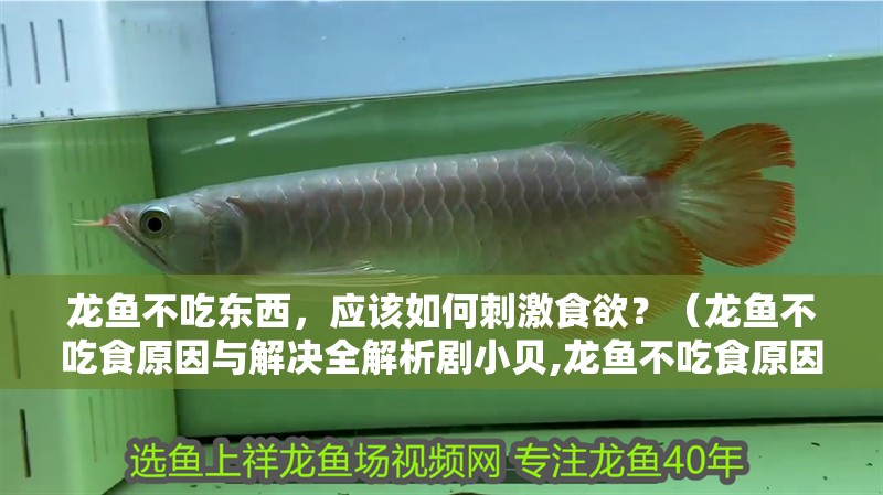 龍魚不吃東西，應該如何刺激食欲？（龍魚不吃食原因與解決全解析劇小貝,龍魚不吃食原因與解決方法）