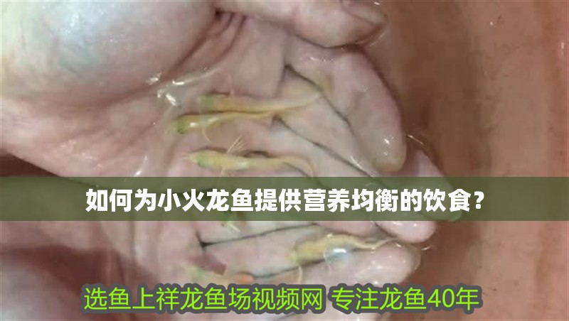 如何為小火龍魚提供營養均衡的飲食？
