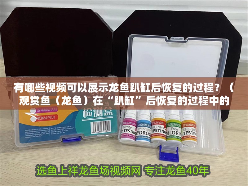 有哪些視頻可以展示龍魚趴缸后恢復的過程？（觀賞魚（龍魚）在“趴缸”后恢復的過程中的典型行為節點）