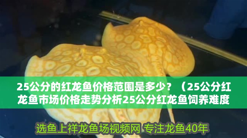 25公分的紅龍魚價格范圍是多少？（25公分紅龍魚市場價格走勢分析25公分紅龍魚飼養難度）