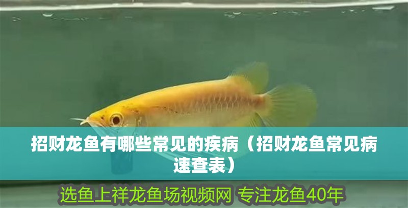 招財龍魚有哪些常見的疾病（招財龍魚常見病速查表）
