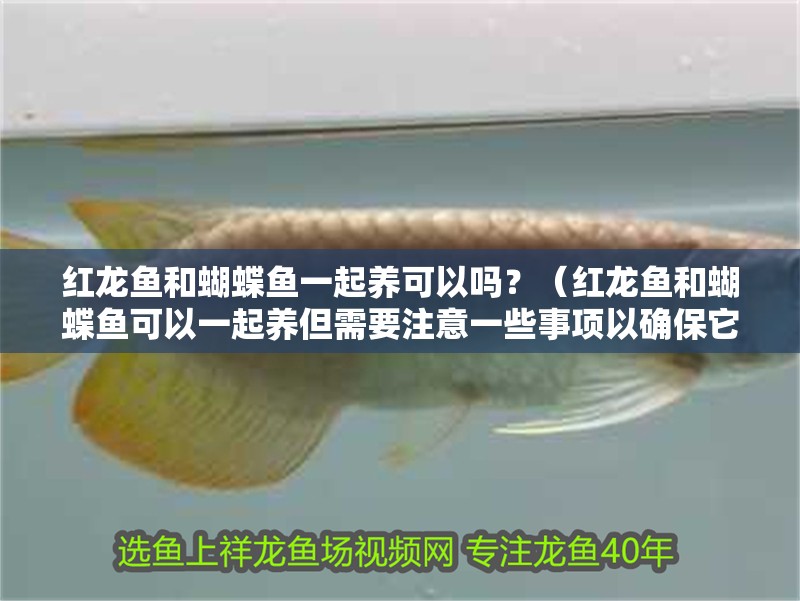 紅龍魚和蝴蝶魚一起養可以嗎？（紅龍魚和蝴蝶魚可以一起養但需要注意一些事項以確保它們的健康和幸福）