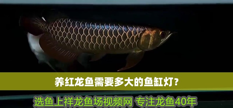 養(yǎng)紅龍魚需要多大的魚缸燈？