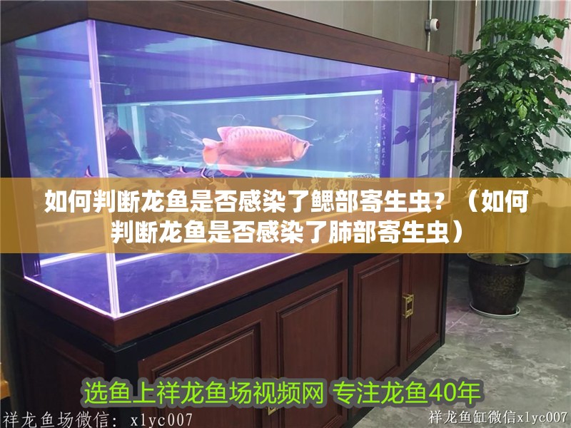 如何判斷龍魚是否感染了鰓部寄生蟲？（如何判斷龍魚是否感染了肺部寄生蟲）
