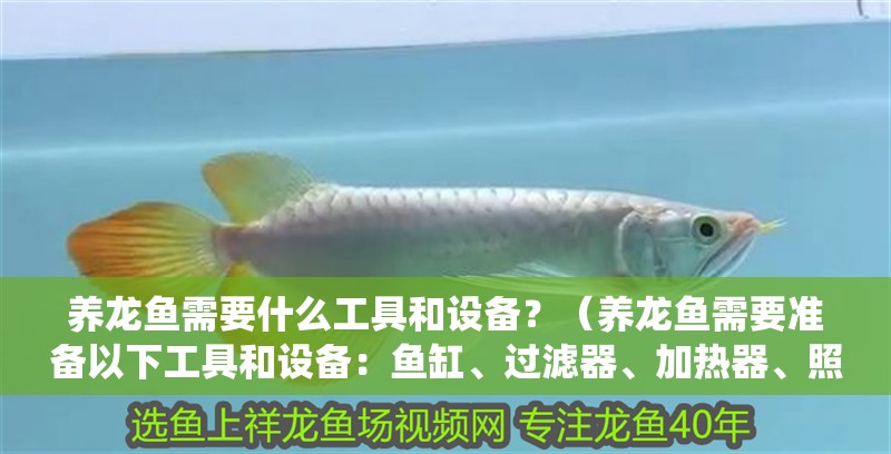 養(yǎng)龍魚需要什么工具和設(shè)備？（養(yǎng)龍魚需要準(zhǔn)備以下工具和設(shè)備：魚缸、過濾器、加熱器、照明系統(tǒng)）